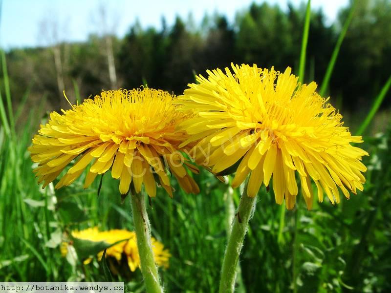 Pampeliška list řezaný